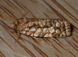 Juniper Budworm